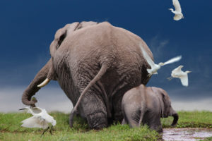 African bush elephants, Loxodonta africana, adult and juvenile, from behind, swampland, Amboseli National Park, Kenya, East Africa African bush elephants, Loxodonta africana, adult and juvenile, from behind, swampland, Amboseli National Park, Kenya, East Africa